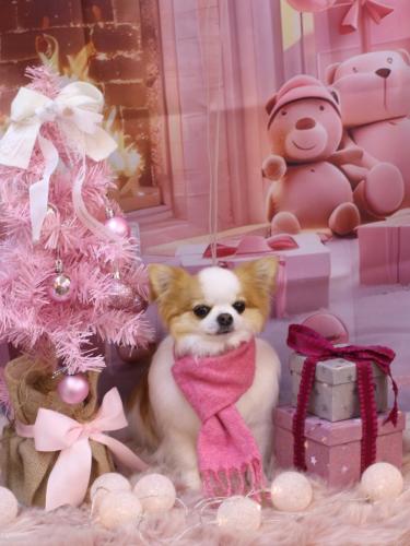 20241229りくくん